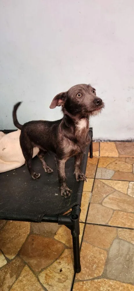 Jose Cuervo thumbnail 2