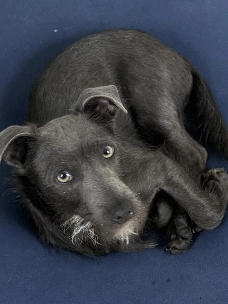 Jose Cuervo thumbnail 3