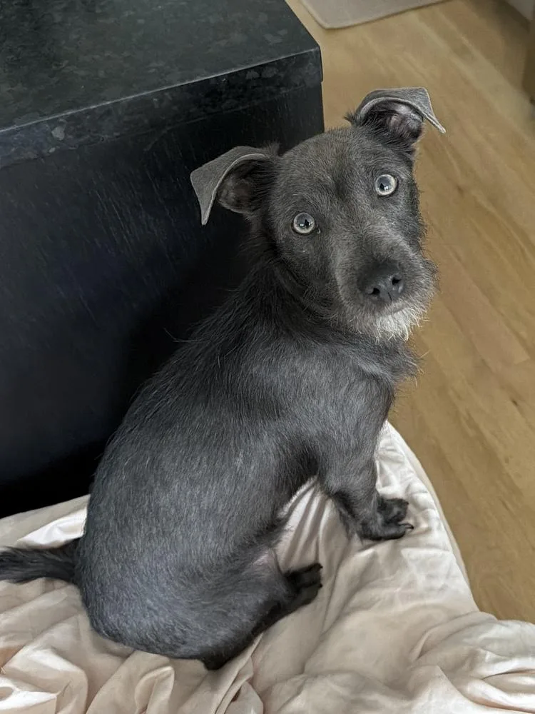 Jose Cuervo thumbnail 4