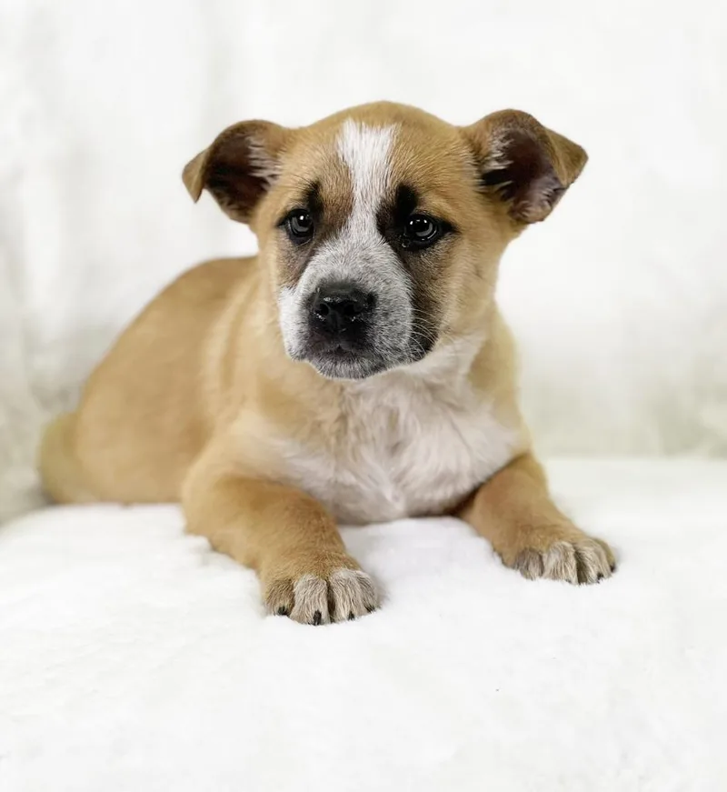 Flintstones Litter  Betty