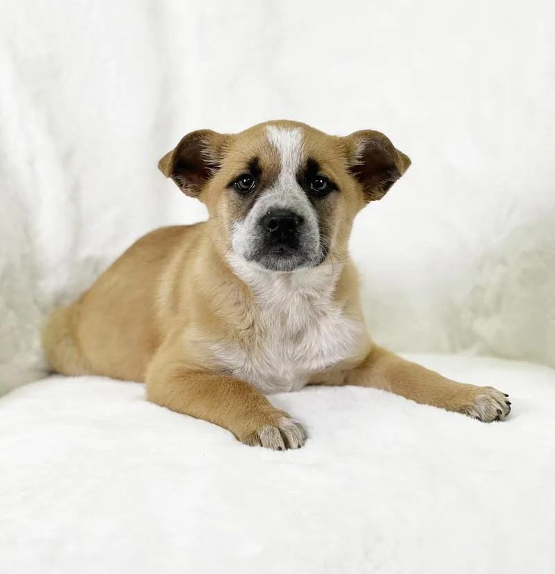 Flintstones Litter  Betty thumbnail 2