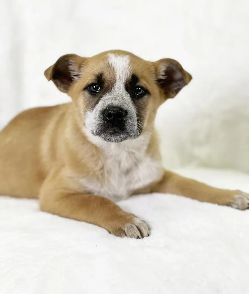 Flintstones Litter  Betty thumbnail 3