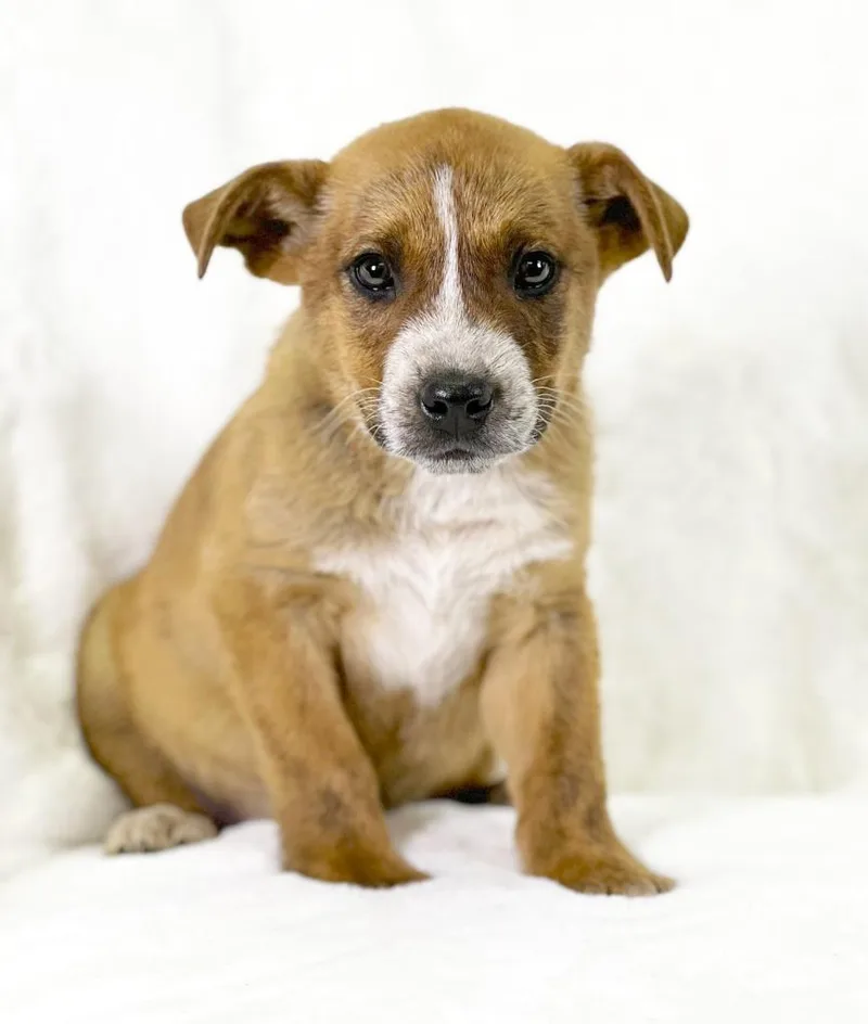 Flintstones Litter  Fred