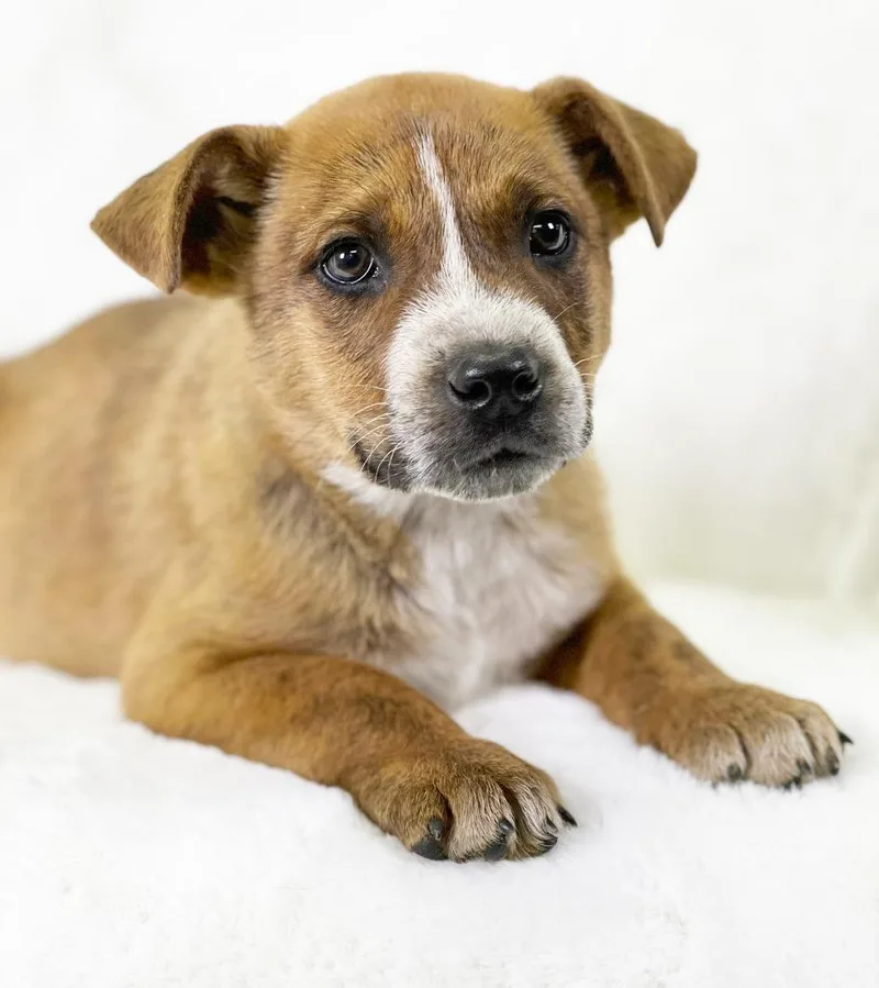 Flintstones Litter  Fred thumbnail 2