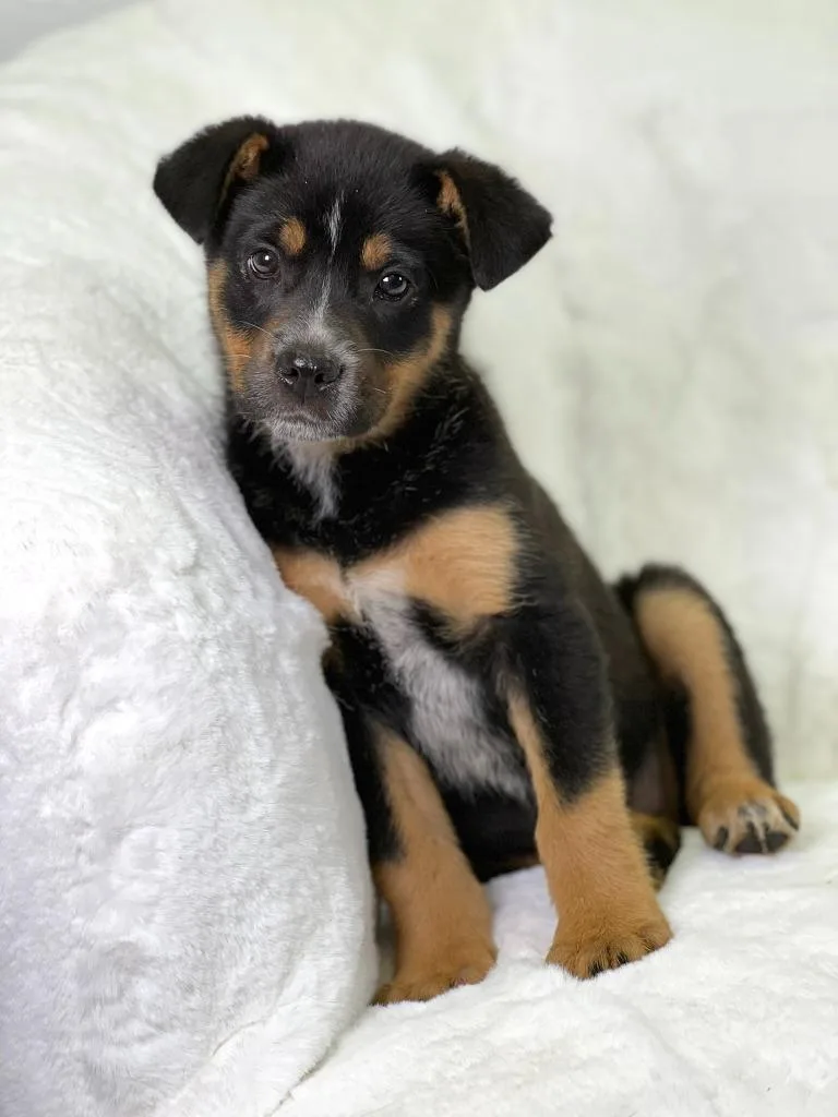 Flintstones Litter Wilma