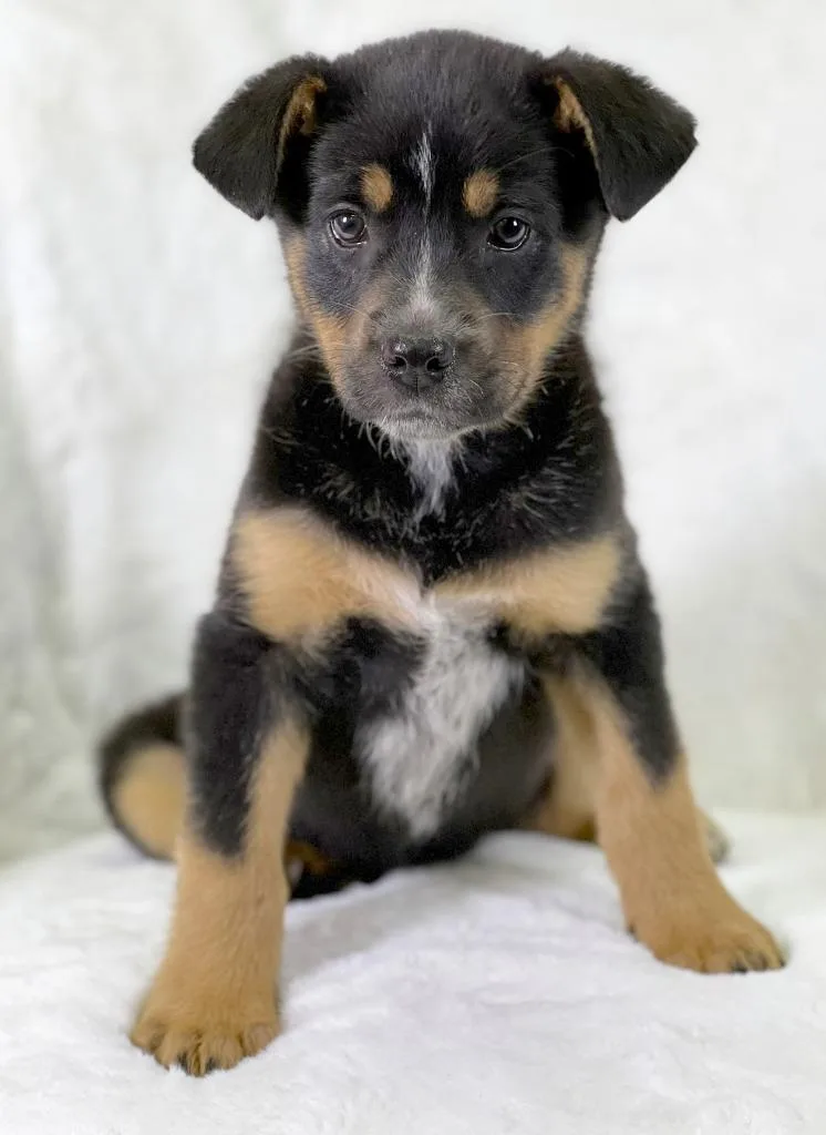 Flintstones Litter Wilma thumbnail 2