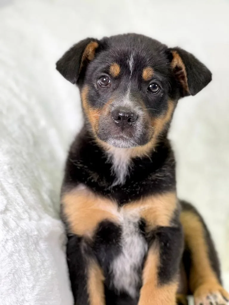 Flintstones Litter Wilma thumbnail 3