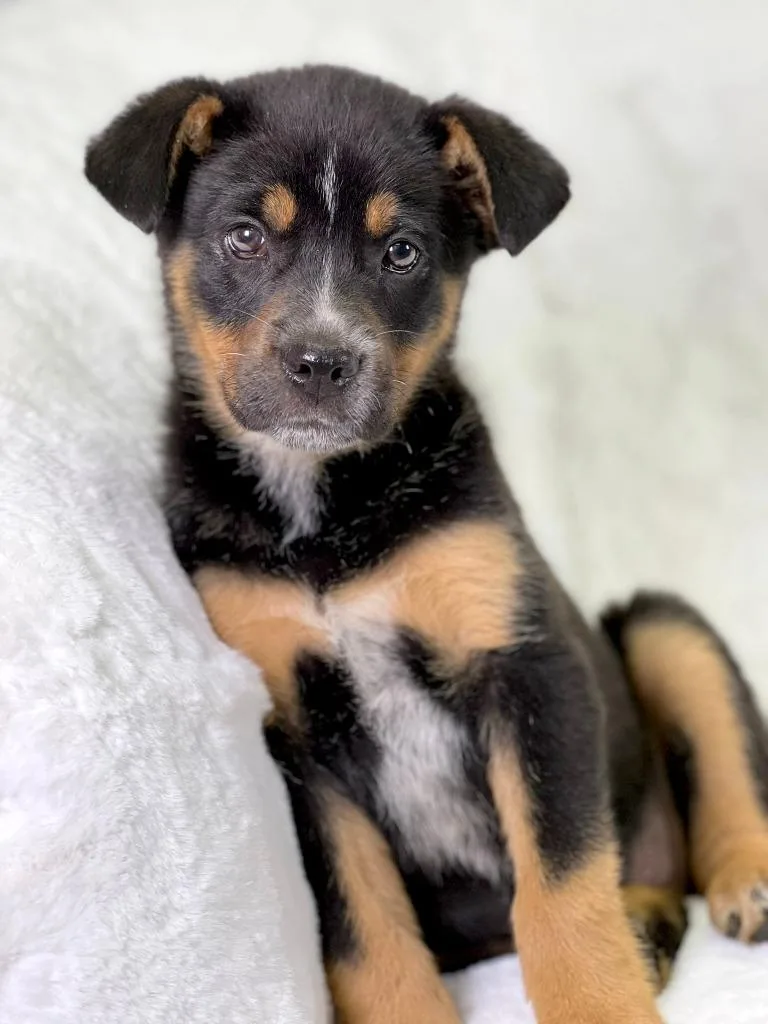 Flintstones Litter Wilma thumbnail 4