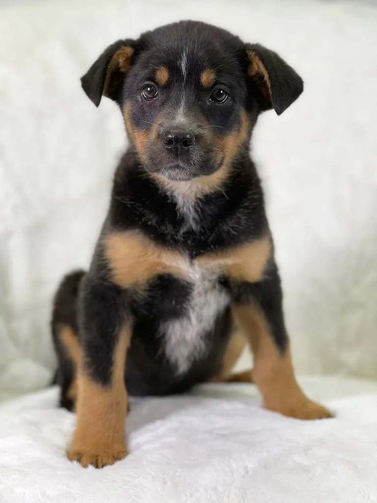 Flintstones Litter Wilma thumbnail 5