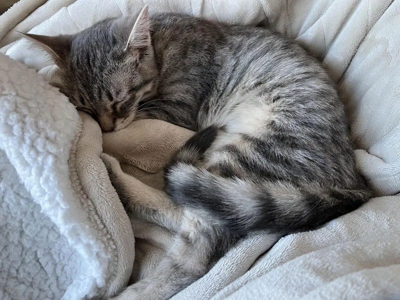 Priscilla C thumbnail 2