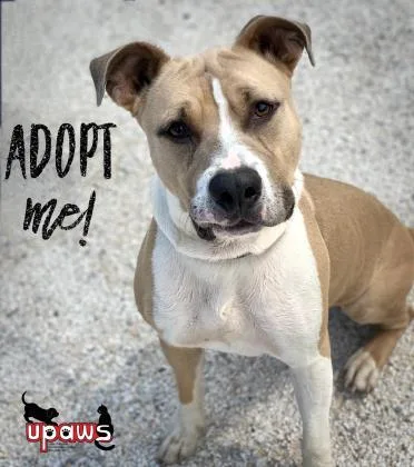 Johnny Cage thumbnail 2