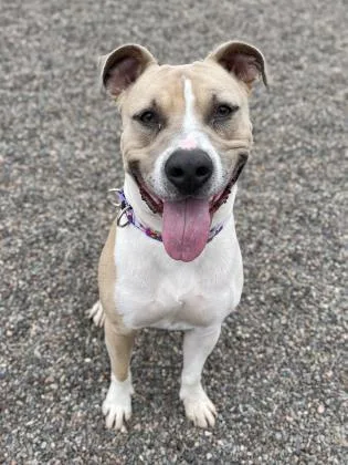 Johnny Cage thumbnail 3