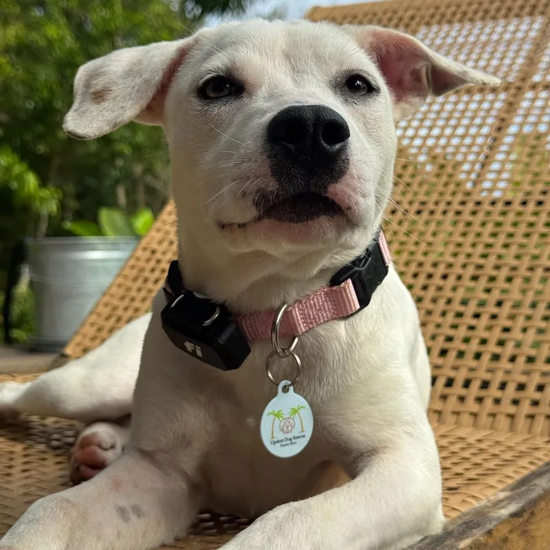 Heidi — Snow White thumbnail 2