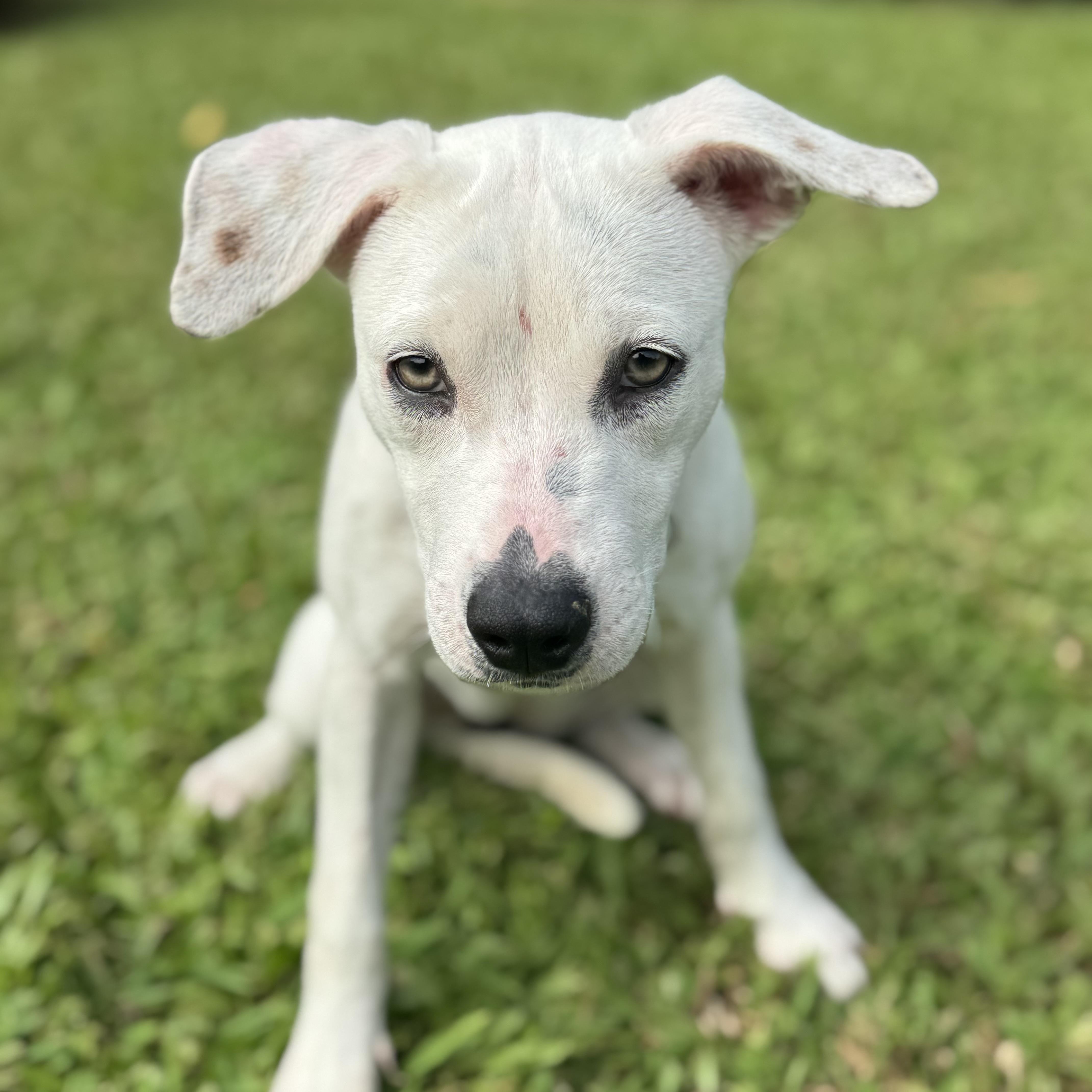 Heidi — Snow White thumbnail 3