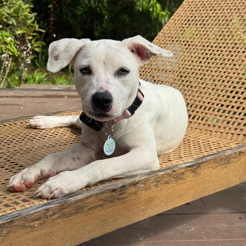 Heidi — Snow White thumbnail 5