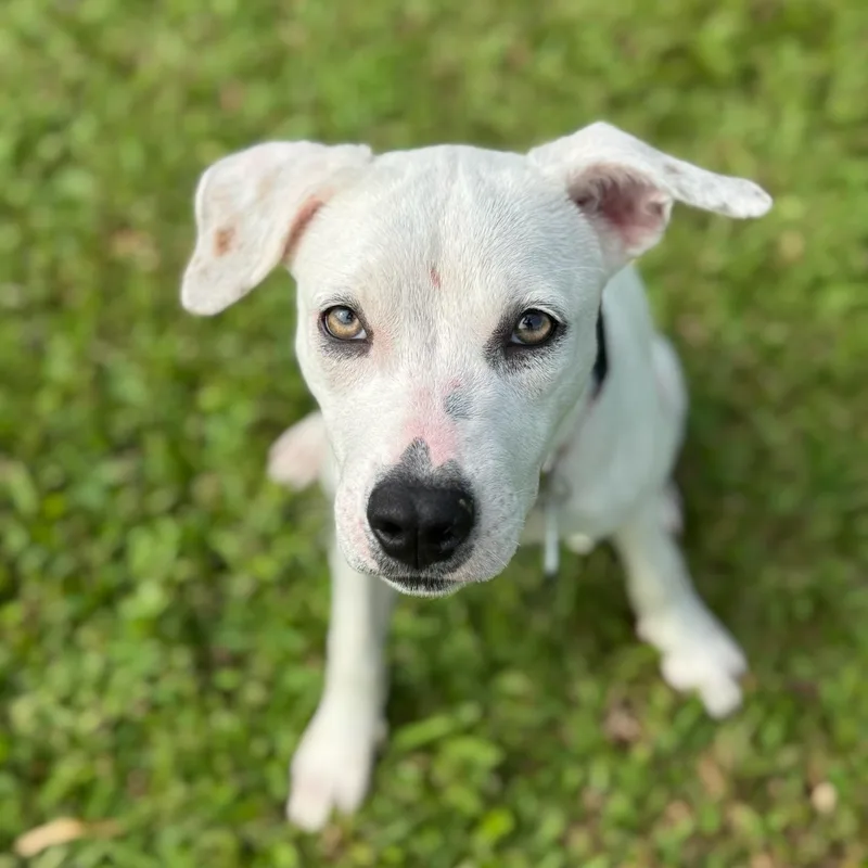 Heidi — Snow White