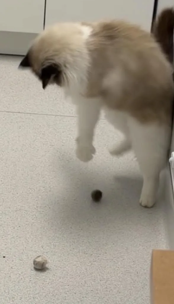 Caesar & Prince  thumbnail 2