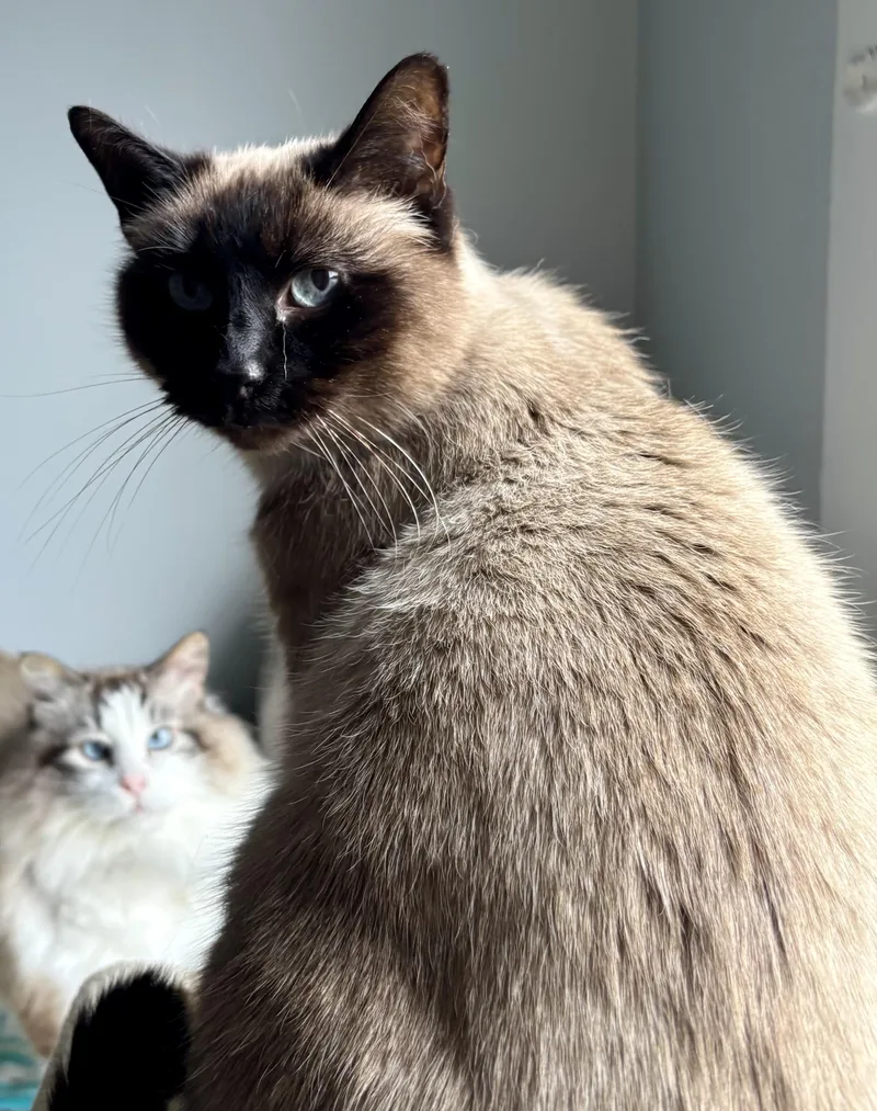 Caesar & Prince  thumbnail 4