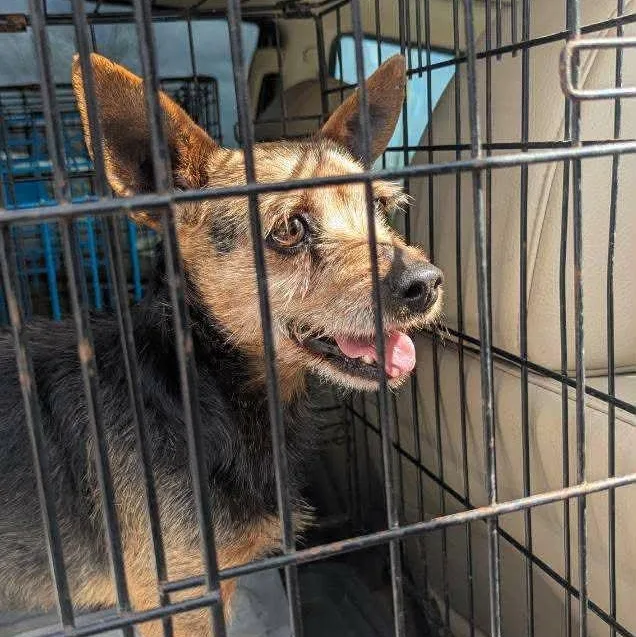 Chanchico thumbnail 2