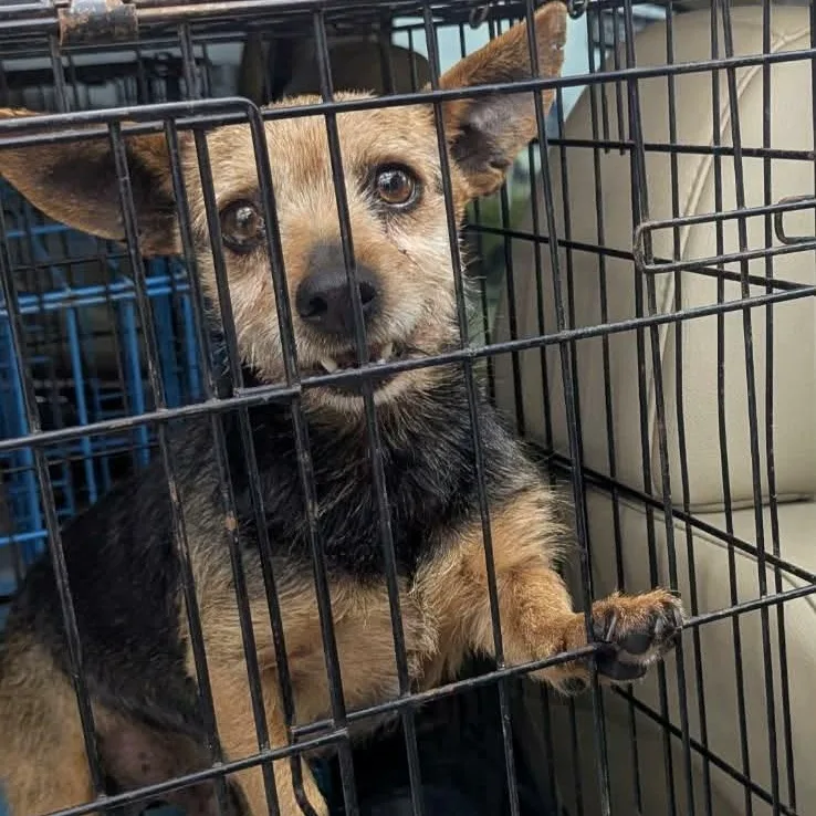 Chanchico thumbnail 3