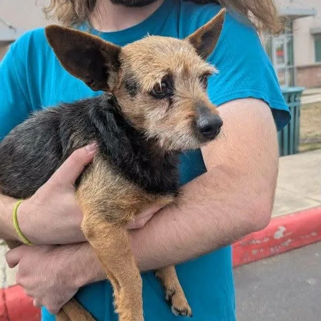 Chanchico thumbnail 4