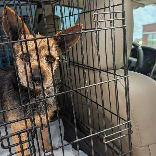 Chanchico thumbnail 5