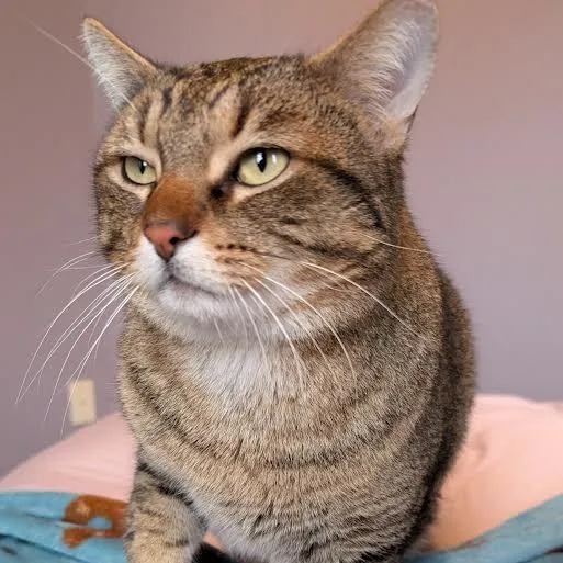 Thompson thumbnail 2