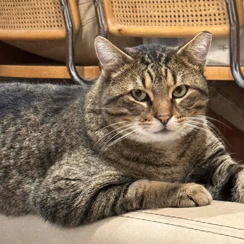 Thompson thumbnail 3