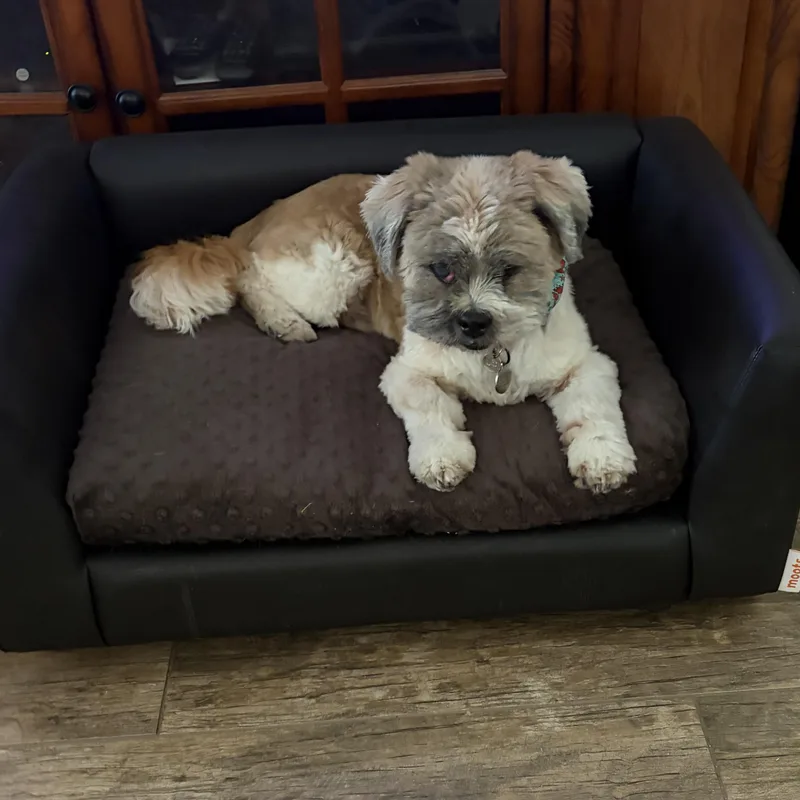 Toby Savor thumbnail 2