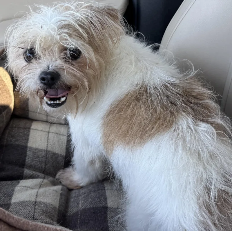 Patricia Savor thumbnail 2