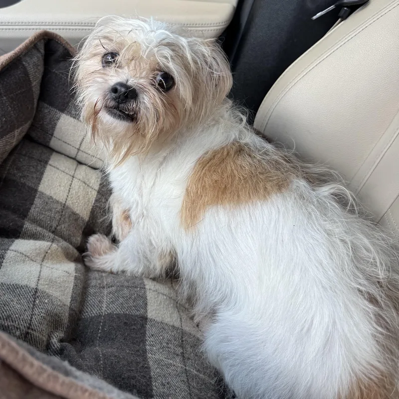 Patricia Savor thumbnail 3