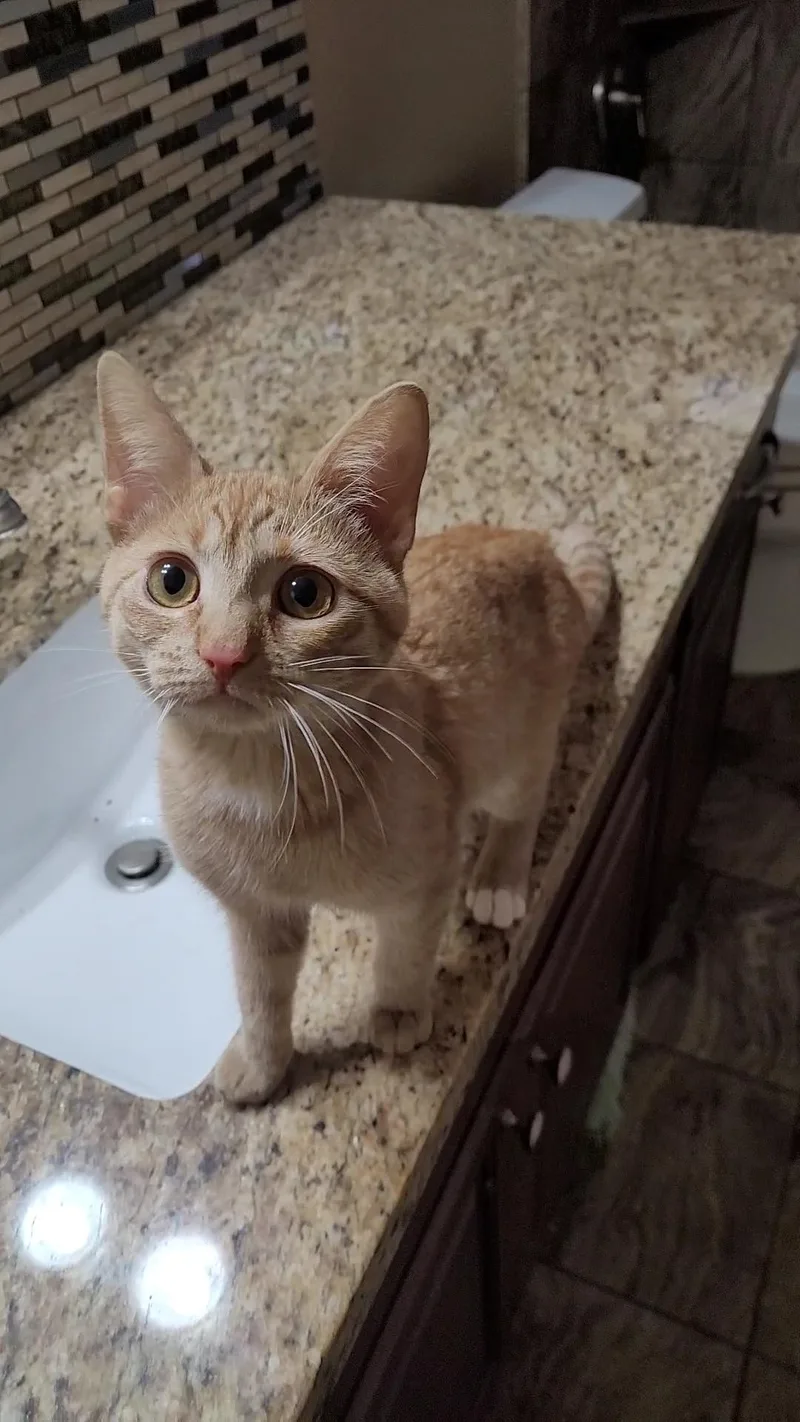 Sam I Am's thumbnail 6