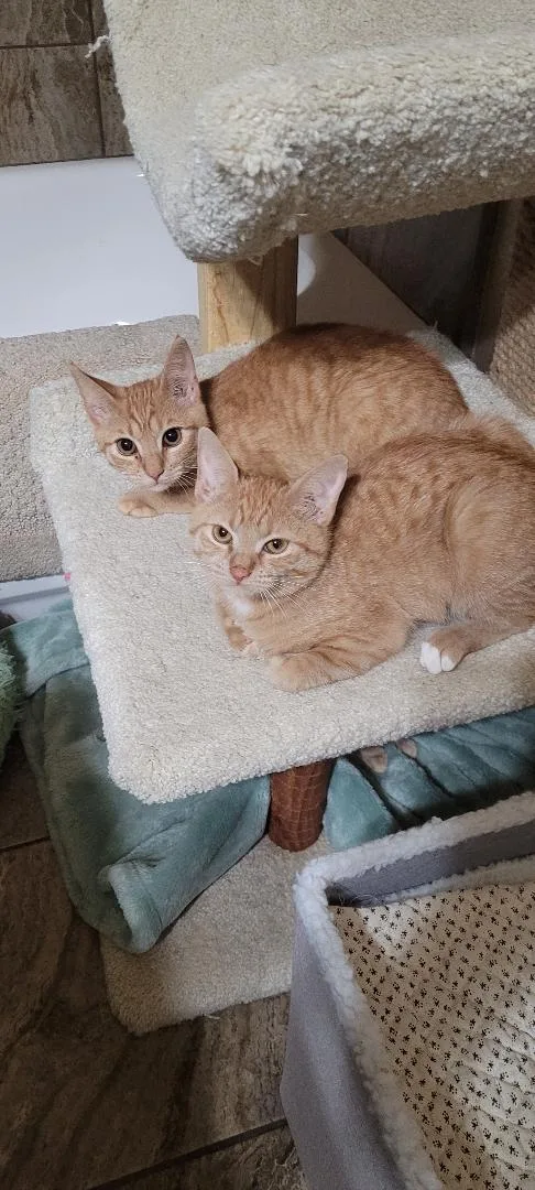 Samantha thumbnail 5