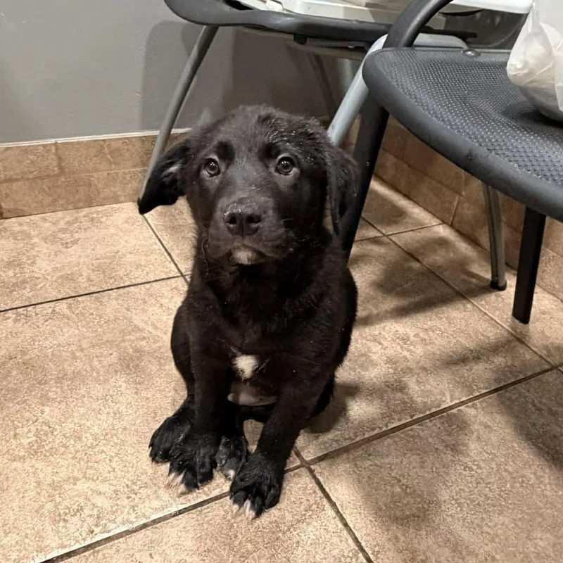 Darlin's Labby Litter