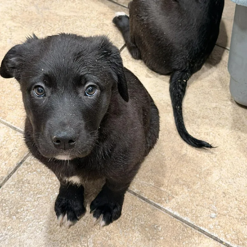 Darlin's Labby Litter thumbnail 2