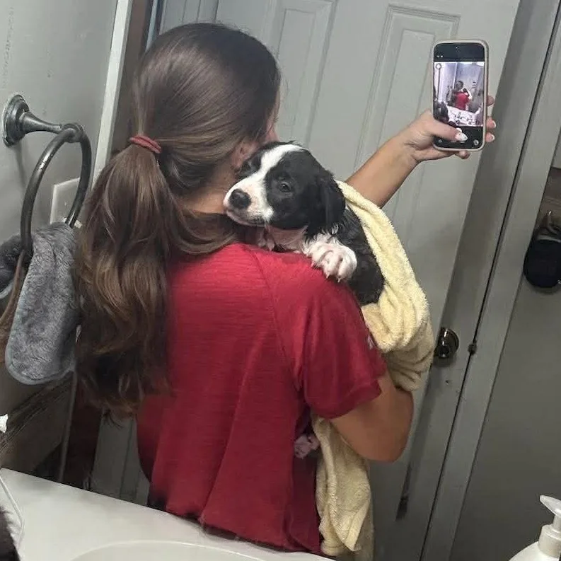 Darlin's Labby Litter thumbnail 3