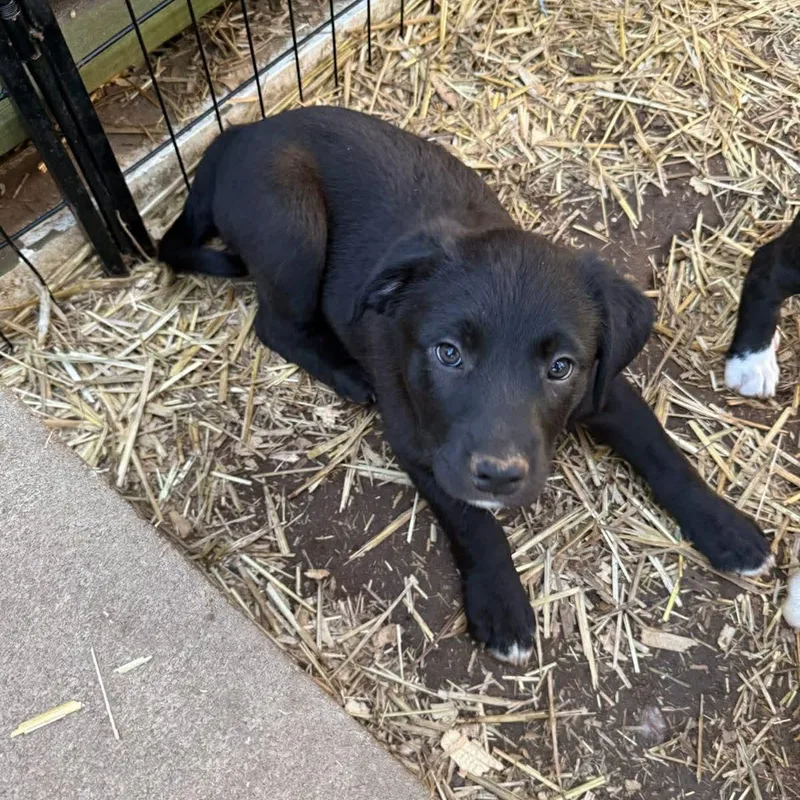 Darlin's Labby Litter thumbnail 4