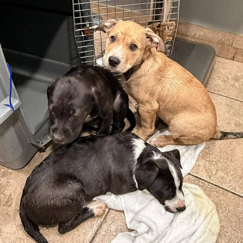 Darlin's Labby Litter thumbnail 5