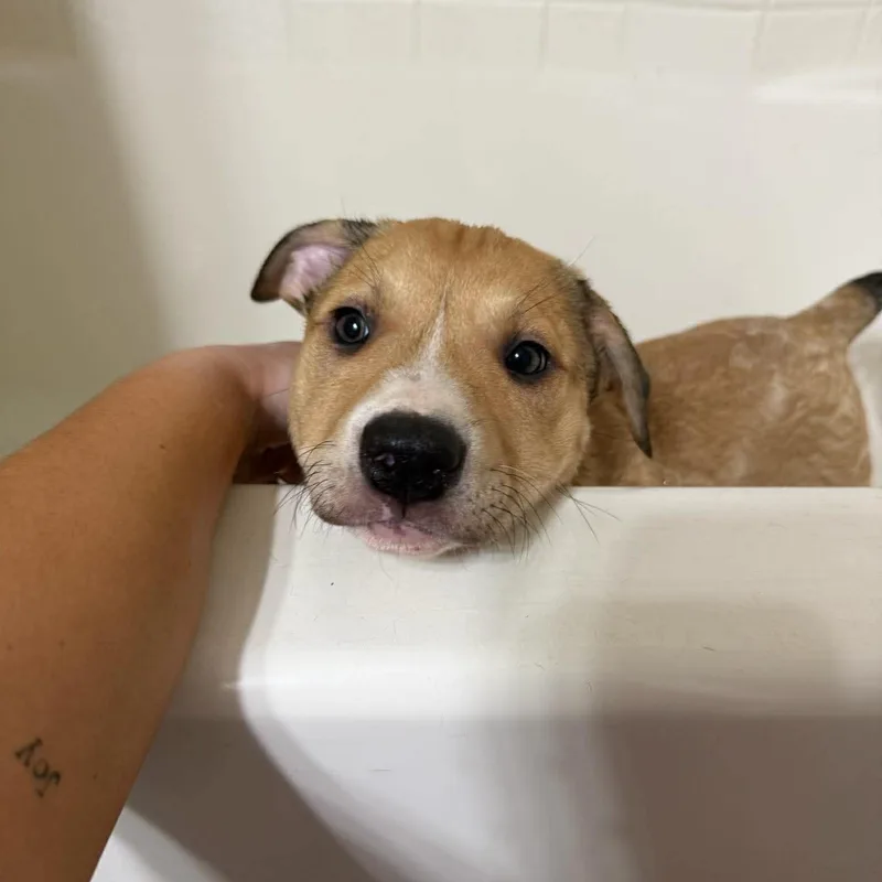 Darlin's Labby Litter thumbnail 6