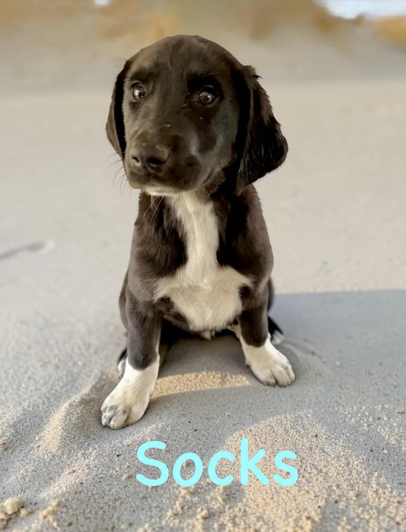 Socks