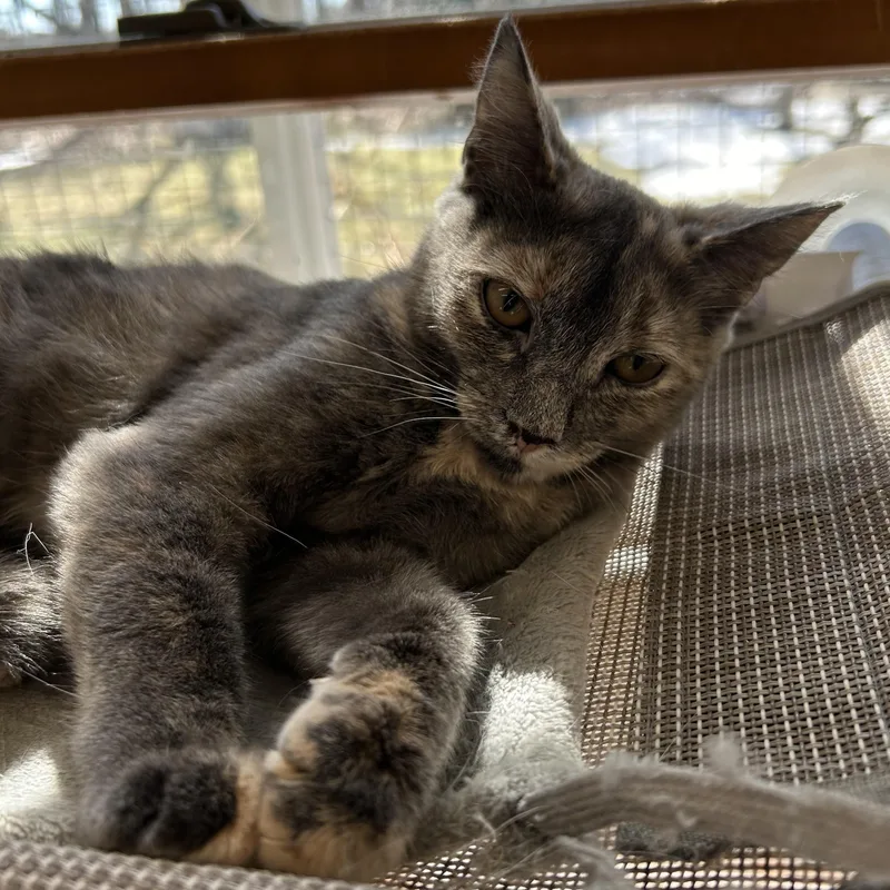 Espresso thumbnail 2