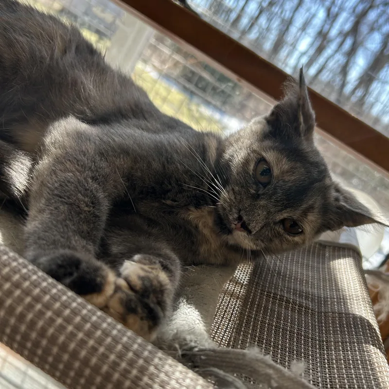 Espresso thumbnail 3