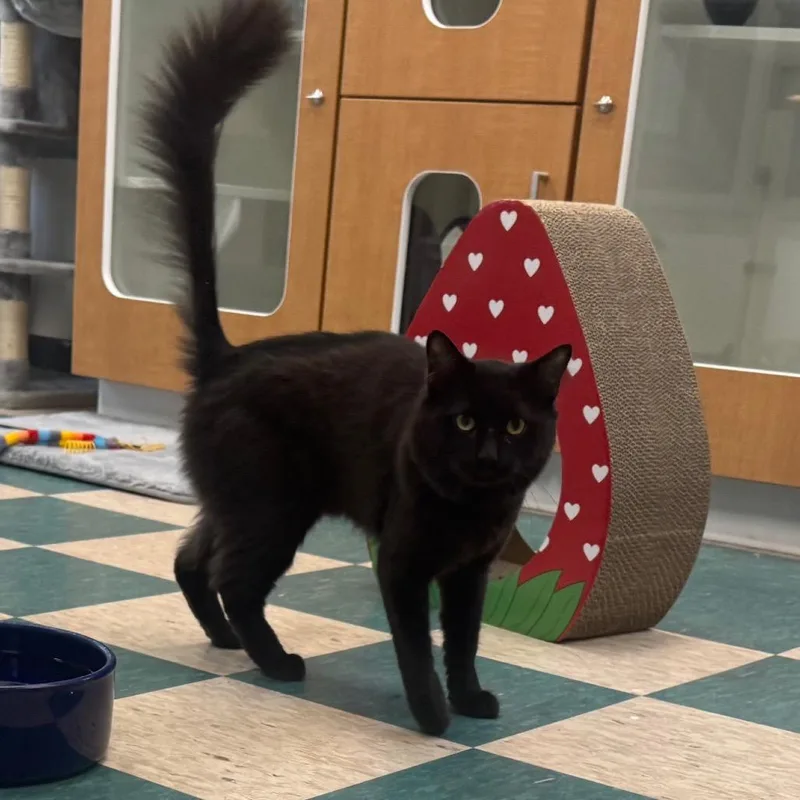 Hernando thumbnail 2