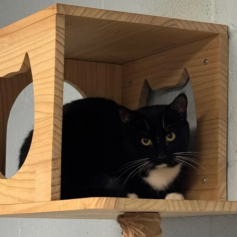 Renesmee thumbnail 2