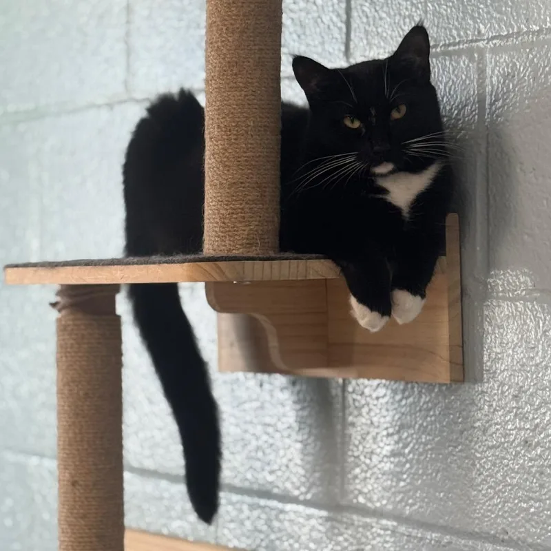 Renesmee thumbnail 4