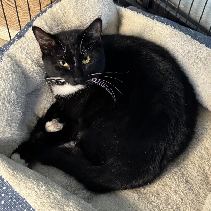 Renesmee thumbnail 5