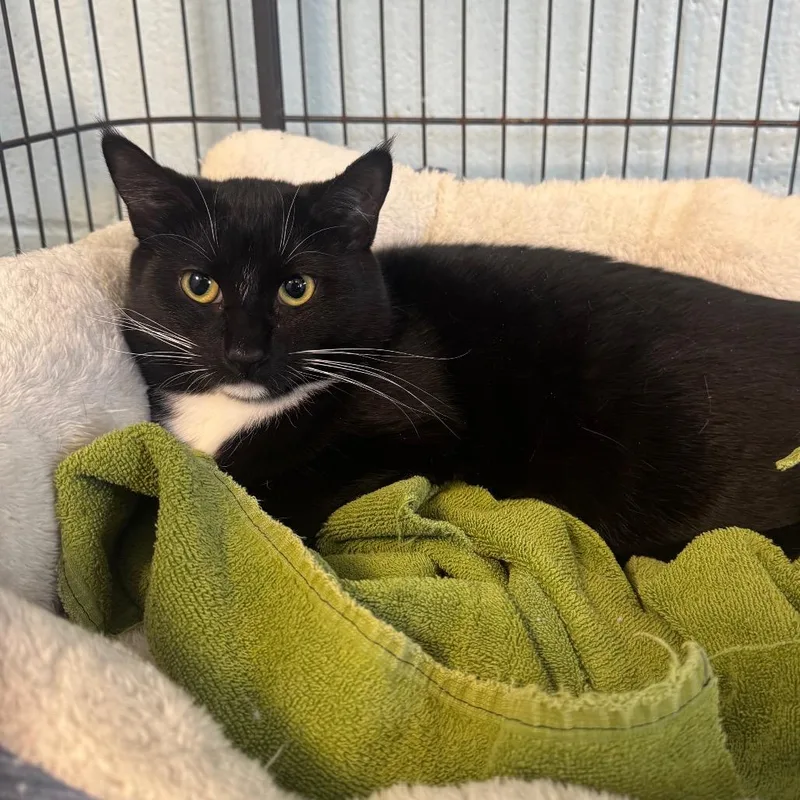 Renesmee thumbnail 6