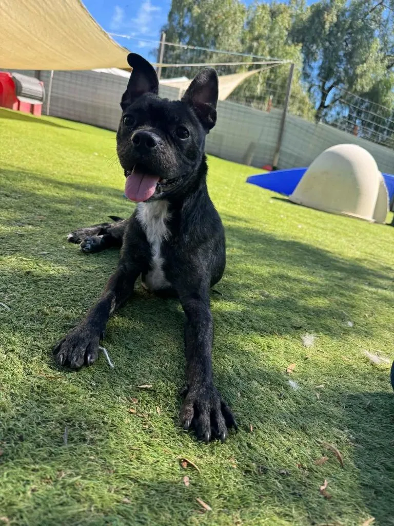 Midnight thumbnail 2