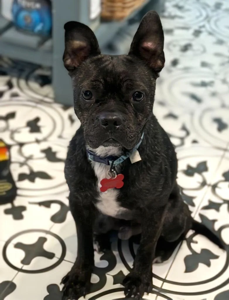 Midnight thumbnail 4