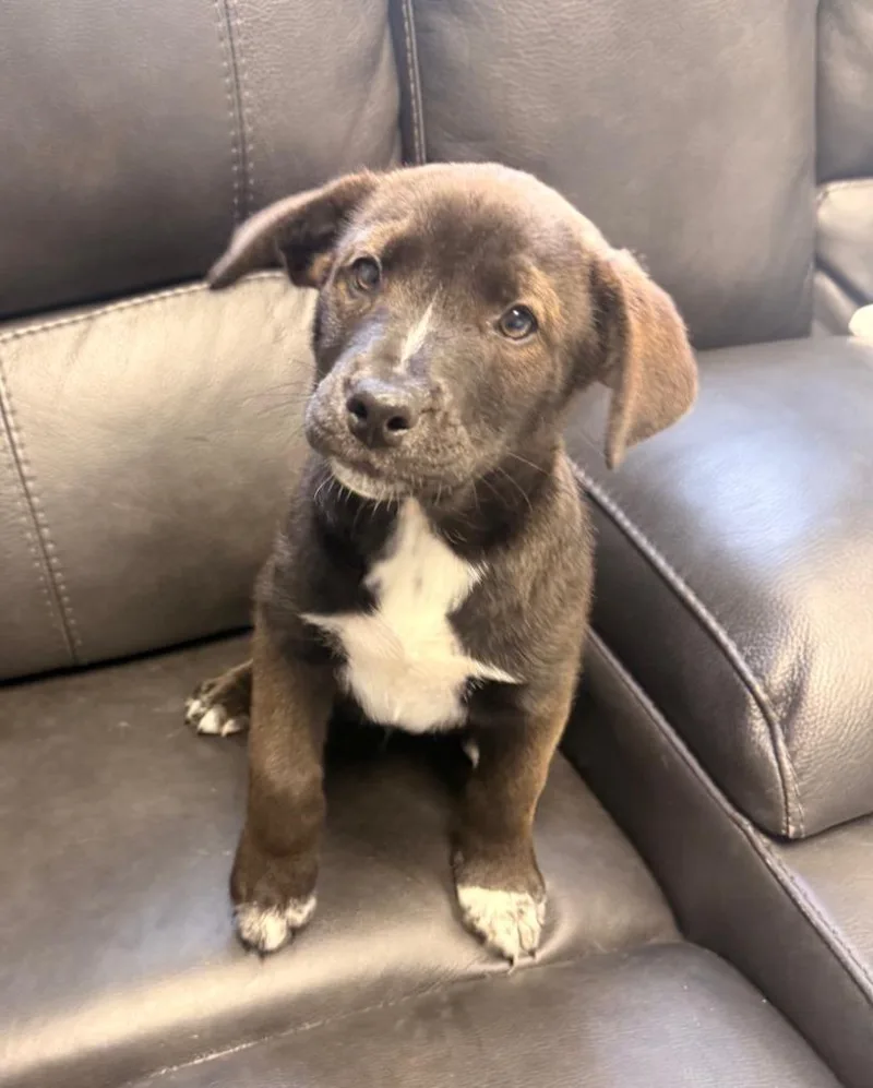 Champagne Toast thumbnail 2